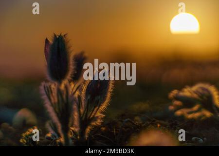 Traum-das wunderschöne Gras Pulsatilla erblüht im Frühling in den Bergen. Der goldene Farbton der untergehenden Sonne. Atmosphärischer Frühlingshintergrund Stockfoto