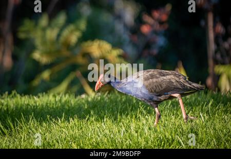 Pukeko einheimischer Vogel aus Neuseeland beim Futtersuche im Gras Stockfoto