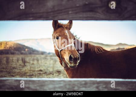 Nahaufnahme eines wunderschönen braunen Pferdes, das neben einem Holzzaun steht. Stockfoto