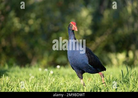 Pukeko einheimischer Vogel aus Neuseeland beim Futtersuche im Gras Stockfoto