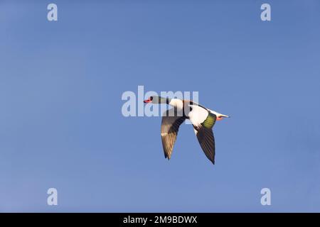 Common Shelduk Tadorna tadorna, erwachsener fliegender Mann, Suffolk, England, Januar Stockfoto