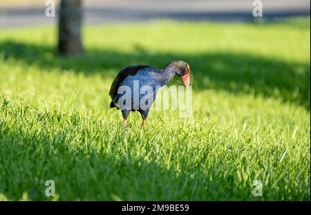 Pukeko einheimischer Vogel aus Neuseeland beim Futtersuche im Gras Stockfoto