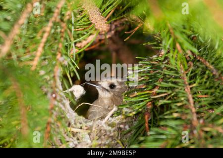 Goldcrest Regulus regulus, Erwachsenennest in Koniferen, Suffolk, England, April Stockfoto