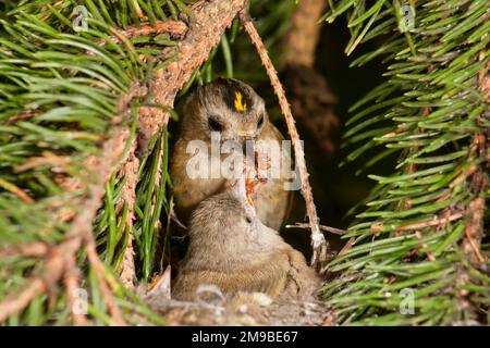 Goldcrest Regulus regulus, Erwachsene füttern Blattläuse an Küken im Nest, Suffolk, England, April Stockfoto