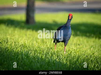 Pukeko einheimischer Vogel aus Neuseeland beim Futtersuche im Gras Stockfoto