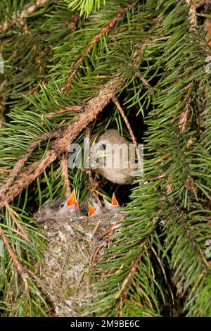 Goldcrest Regulus regulus, Erwachsene Küken füttern in Nest, Suffolk, England, April Stockfoto