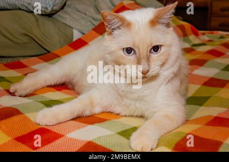 Blue, eine flame-Point siamesische Katze, spielt am 9. Januar 2023 in CODEN, Alabama, auf einer farbenfrohen Bettdecke. Stockfoto