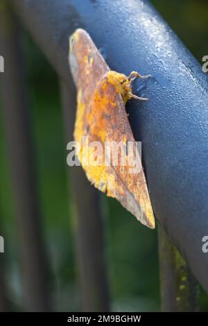 Eine kaiserliche Motte (Eacles imperialis) auf einem Metallzaun in der Nahaufnahme Stockfoto