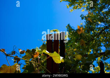 Ivy wächst auf Arbor unter dem großen Baum und dem klaren blauen Himmel Stockfoto