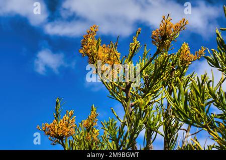 Gelbe Blüten des westaustralischen Weihnachtsbaums (Nuytsia floribunda), der größte Mistelzweig der Welt, vor einem blauen Himmel Stockfoto