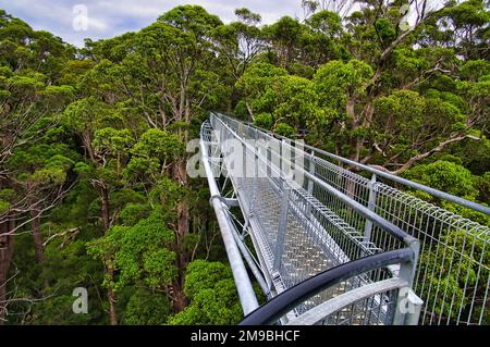 Der Valley of the Giants Tree Top Walk, ein Skywalk durch den Eukalyptuswald in der Walpole Gegend, Westaustralien Stockfoto