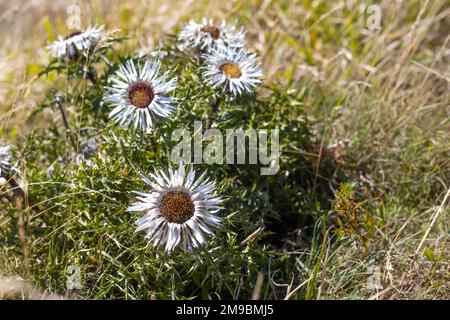 Carlina acaulis, Karlindistel, Silberdistel, europäische endemische Blütenpflanze, Familie der Asteraceae, Appennino, Parma Italien. Hochwertige Fotos Stockfoto