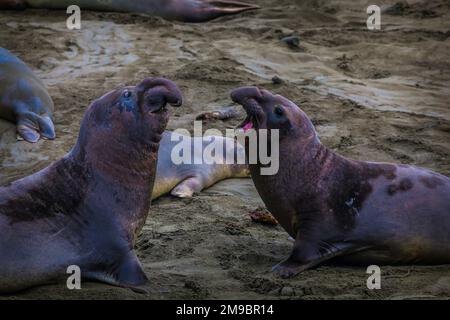 Elefant,Robben,Robben,Männer,männlich,Tier,Tiere,Säugetiere,Strand,Strände,Geburt,pazifikküste,Kolonien,Kolonie,Farbe,horizontal,draußen,draußen,ma Stockfoto