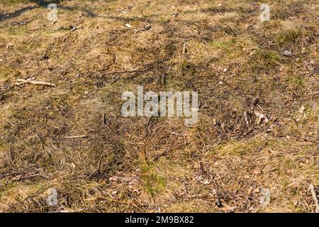 Grasschlange Natrix im Gras versteckt Stockfoto