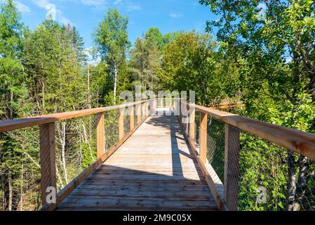 Eine hölzerne, erhöhte Promenade im Laurentianischen borealen Wald in Quebec, Kanada. An einem sonnigen Sommertag ohne Menschen aufgenommen Stockfoto