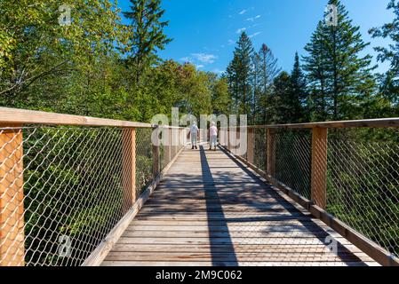 Eine hölzerne, erhöhte Promenade im Laurentianischen borealen Wald in Quebec, Kanada. An einem sonnigen Sommertag mit einem unbekannten Mann und einem Unbekannten Stockfoto