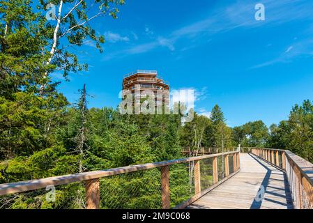 Ein Holzturm und eine erhöhte Promenade im Laurentian Boreal Forest, Quebec, Kanada. An einem sonnigen Sommertag ohne Menschen aufgenommen Stockfoto