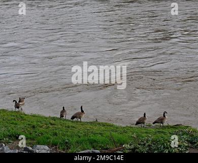 Kanadische Gänse bleiben in der Nähe und auf einem Deich, nachdem große Regenstürme den Alameda Creek in Union City, Kalifornien, am 2023. Januar ausgelöst haben Stockfoto