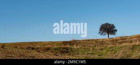 Einsamer Mandelbaum auf dem Feld vor klarem blauen Himmel. Panorama-Querformat, Bereich für Text kopieren Stockfoto