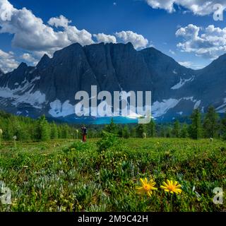 Wildblumen blühen am Rockwall Trail Stockfoto