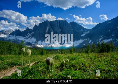 Wildblumen blühen am Rockwall Trail Stockfoto