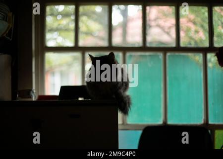 CAT im Hintergrund des Fensters. Das Tier ist zu Hause. Das Haustier steht auf dem Kühlschrank. CAT versteckt sich. Stockfoto