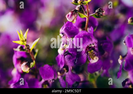 Sommer snapdragon Serena Blau Blumen Stockfoto