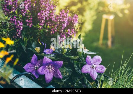 Wunderschöne lila Blumen auf dem Balkon Stockfoto