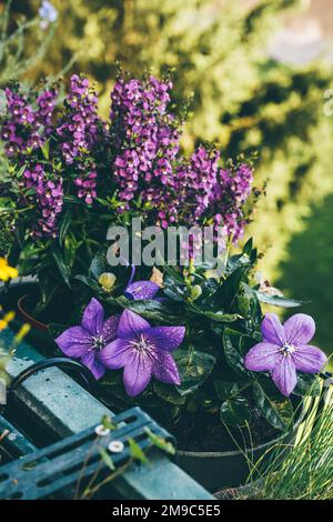 Wunderschöne lila Blumen auf dem Balkon Stockfoto