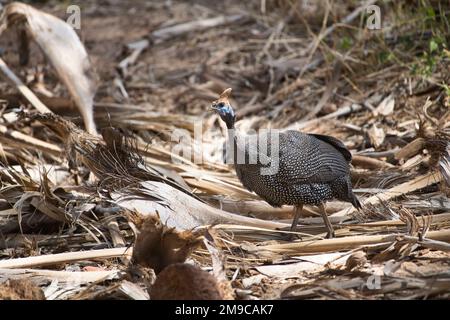 Behelmte guineafowl (Numida meleagris) Stockfoto
