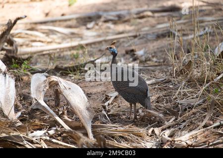Behelmte guineafowl (Numida meleagris) Stockfoto