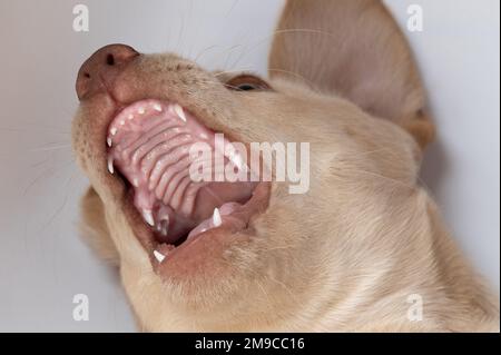 nahaufnahme des labrador Hündchens mit offenem Mund auf weißem Studiohintergrund Stockfoto