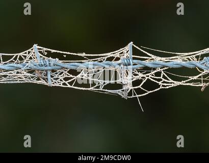 Bremen, Deutschland. 12. Dezember 2022. 12.12.2022, Bremen. Die verbleibenden Spinnennetze des Herbstes hängen an einem Stacheldrahtzaun im Bremer Blockland und sind an einem kalten Dezembertag mit Frost bedeckt. Kredit: Wolfram Steinberg/dpa Kredit: Wolfram Steinberg/dpa/Alamy Live News Stockfoto