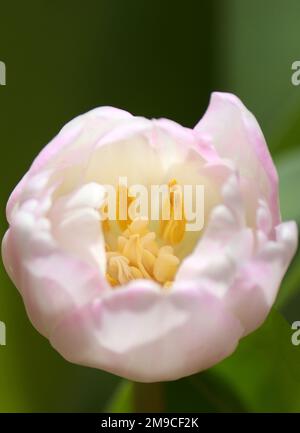 Nahaufnahme der pinkfarbenen weißen Tulpe, verschwommener Hintergrund Stockfoto