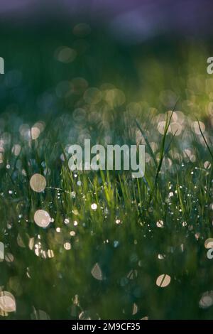 Nahaufnahme von Wassertropfen am Morgen auf Gras Stockfoto
