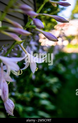 Blühende lilafarbene Hosta-Blume entlang des Hauses im Sommersonnenlicht