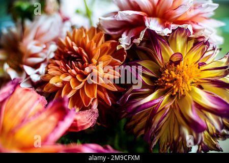 Helle, fröhliche Dahlia Flowers in Bouquet Stockfoto