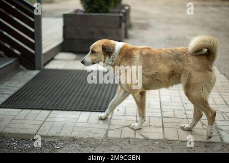 Streunender Hund auf der Straße. Tier in der Stadt. Gefährliche Bestie. Haustier ohne Besitzer. Stockfoto