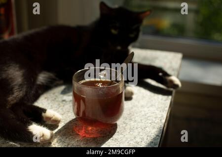 Tee und Katze. Becher auf dem Tisch. Morgentee mit Ihrem Haustier. Stockfoto