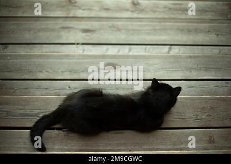 Schwarze Katze liegt an der Tafel. Haustier auf der Veranda. Katze mit schwarzem Haar. Stockfoto