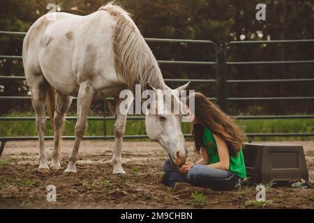 Pferd berührt sanft die Hand junger Mädchen Stockfoto