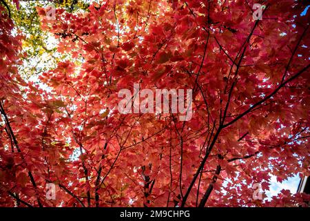 Niedriger Winkel mit roten Blättern vor Sonnenlicht im Herbst Stockfoto