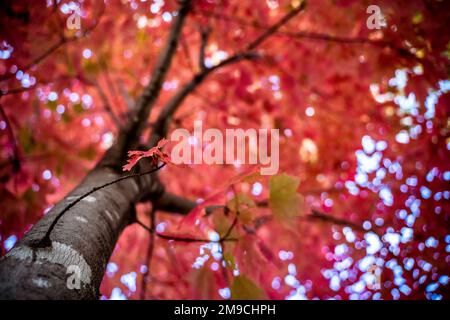 Blick von unten auf Red Tree am Sonnentag im Herbst Stockfoto