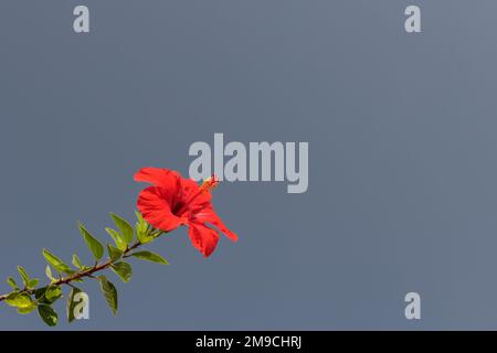 Wunderschöne rote Hibiskusblume vor blauem Himmel. Tageslicht, Platz für Text. Stockfoto