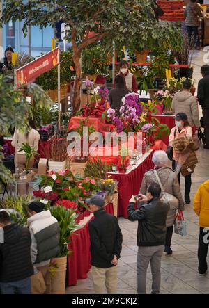 Richmond, Kanada. 17. Januar 2023. Besucher besuchen die chinesische Neujahrsblüten- und Geschenkmesse in Richmond, British Columbia, Kanada, am 17. Januar 2023. Kredit: Liang Sen/Xinhua/Alamy Live News Stockfoto