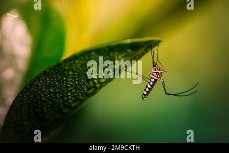 Nahaufnahme eine Mücke versteckt sich unter grünem Blatt, unscharfer Hintergrund, Makrofotos, selektiver Fokus, Insekt Thailand. Stockfoto