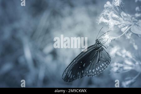 Gewöhnlicher Krähenschmetterling (Euploea-Kern) und Blume mit unscharfem Naturhintergrund, Schwarzweißfoto, Nahaufnahme Insekt in Thailand. Stockfoto