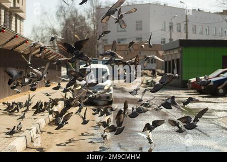 Tauben auf der Straße. Viele Tauben starten in der Stadt. Vögel auf der Straße. Vogelwelt. Stockfoto