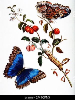 Metamorphose der Insekten von Surinam - Insectorum Surinamensium, Schmetterlinge Stockfoto