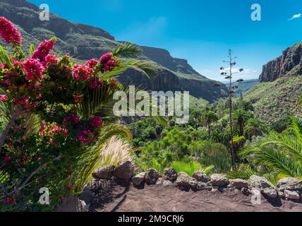 Blick auf den tropischen Wald und die Natur, mit roten Blumen und grüner Vegetation auf den Bergen auf der Insel Las Palmas de Gran Canaria im Sommer Stockfoto